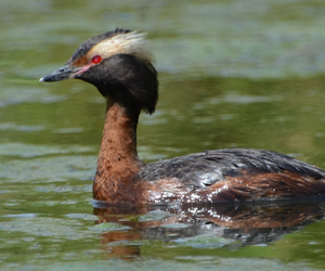 Шунгуур (Ухаа шунгуур)